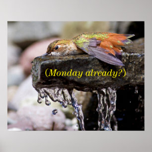 Hummingbird lehren im Wasser Poster