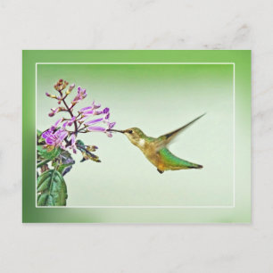 Hummingbird Lunch Postkarte
