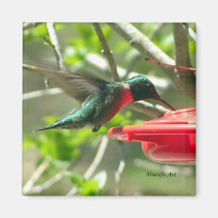 Hummingbird Magnet