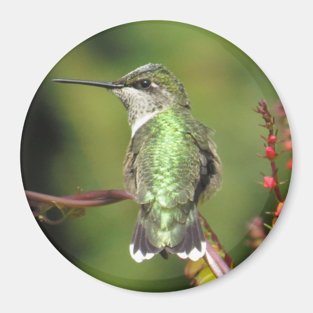 Hummingbird Magnet (Vorne)