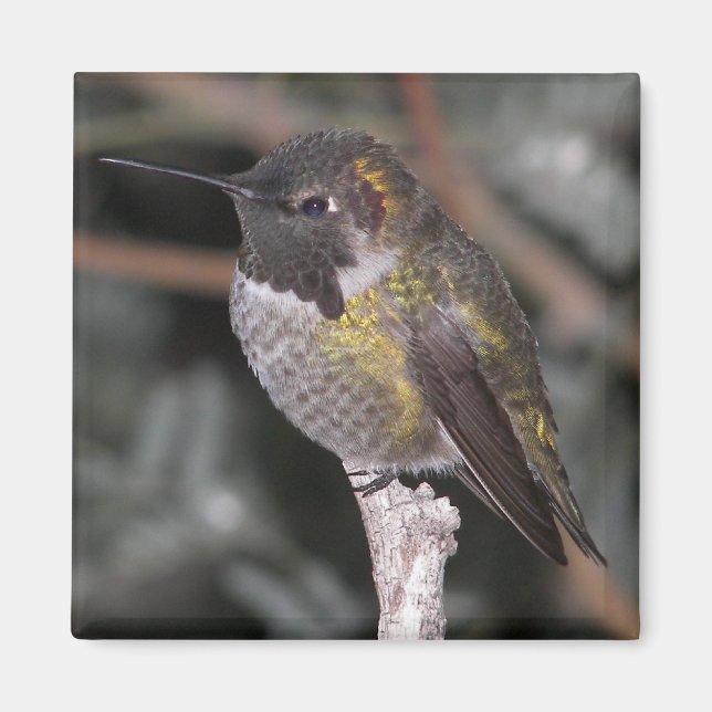 Hummingbird. Magnet (Vorne)