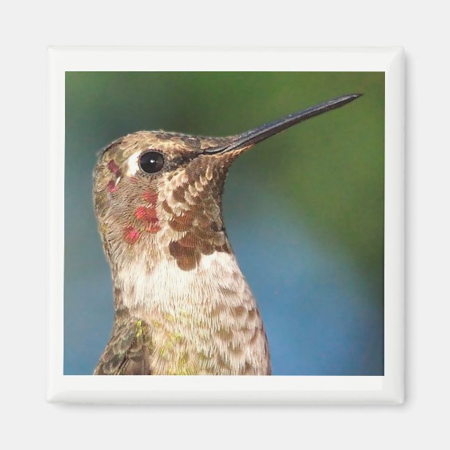 Hummingbird Magnet (Vorne)