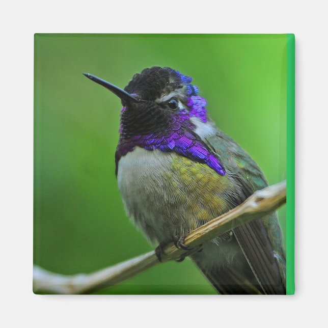 Hummingbird Magnet (Vorne)