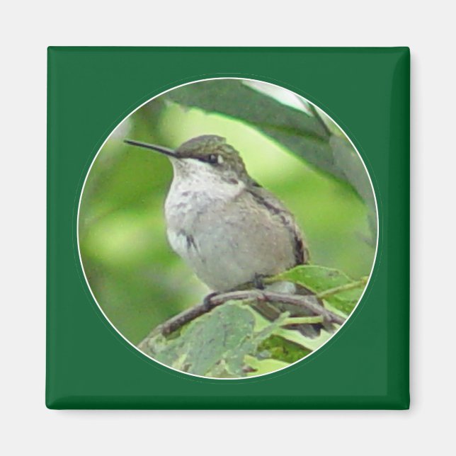 Hummingbird Magnet (Vorne)