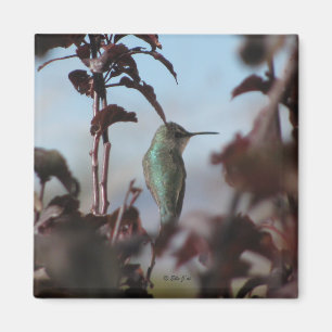 Hummingbird Magnet