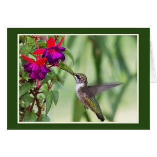 Hummingbird mit Fuchsia