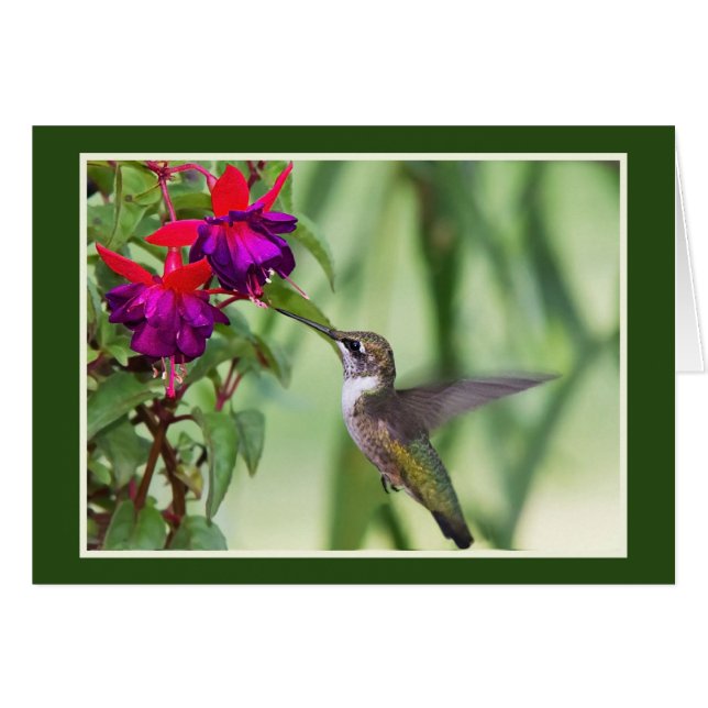 Hummingbird mit Fuchsia (Vorderseite (Horizontal))