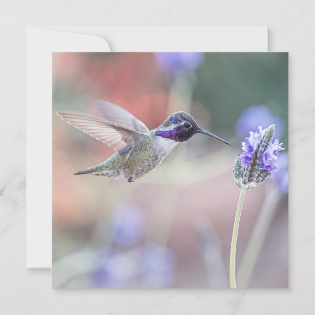 Hummingbird mit Lavender I Dankeskarte (Vorderseite)