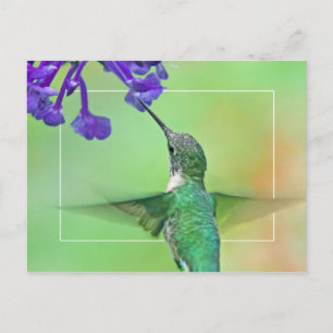 Hummingbird mit Mona Lavender Postkarte