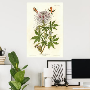 Hummingbird mit Rüffelhalskrabe Poster