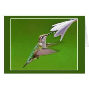 Hummingbird mit Summer Hyacinth