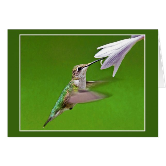 Hummingbird mit Summer Hyacinth (Vorderseite (Horizontal))