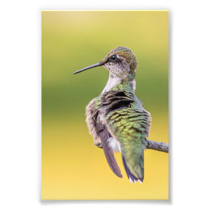 Hummingbird mit Warnhinweis Fotodruck