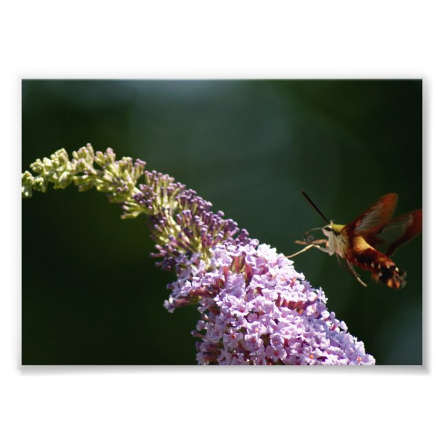 HummingBird Moth 7 x 5 Fotodrucke Fotodruck (Vorne)