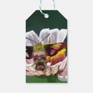 Hummingbird Moth Geschenkanhänger