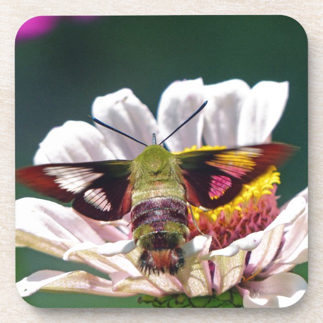 Hummingbird Moth Getränkeuntersetzer (Vorderseite)