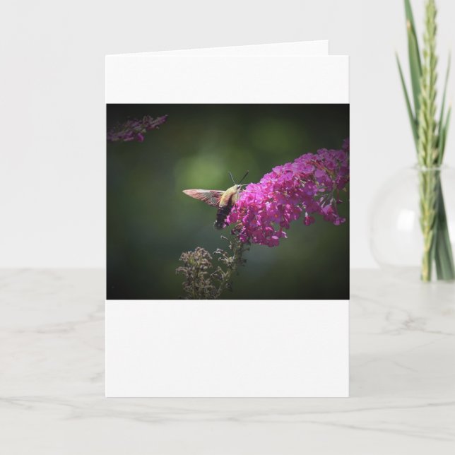 Hummingbird Moth, Karte (Vorderseite)