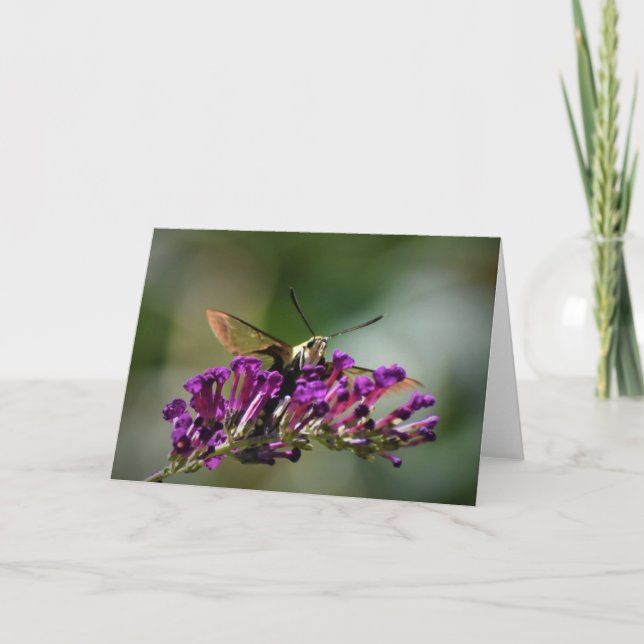 Hummingbird Moth, Karte (Vorderseite)
