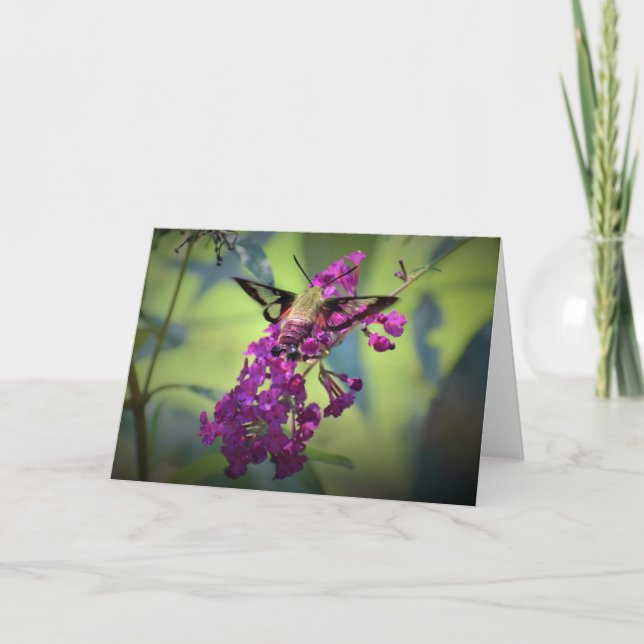 Hummingbird Moth, Karte (Vorderseite)