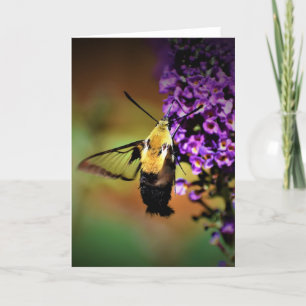 Hummingbird Moth, Karte