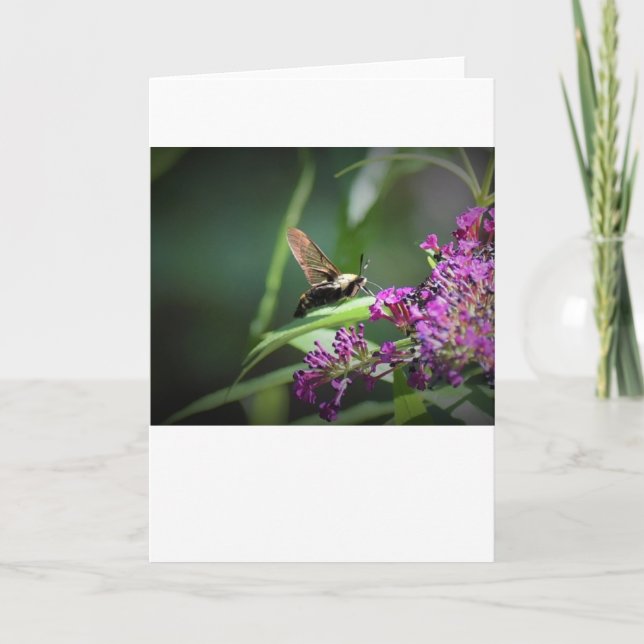 Hummingbird Moth, Karte (Vorderseite)