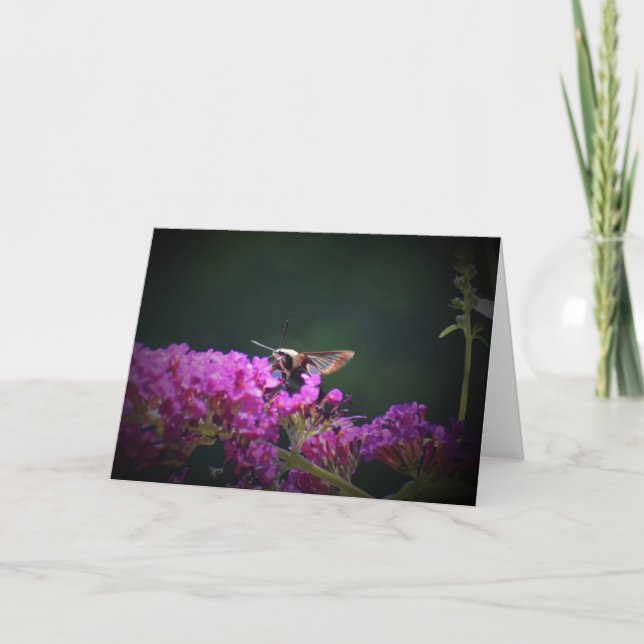 Hummingbird Moth, Karte (Vorderseite)