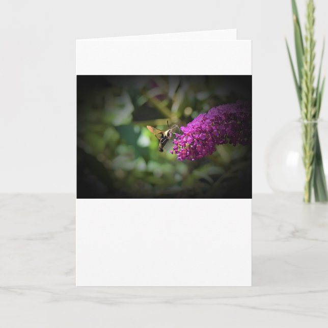Hummingbird Moth, Karte (Vorderseite)