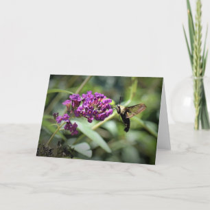 Hummingbird Moth, Karte
