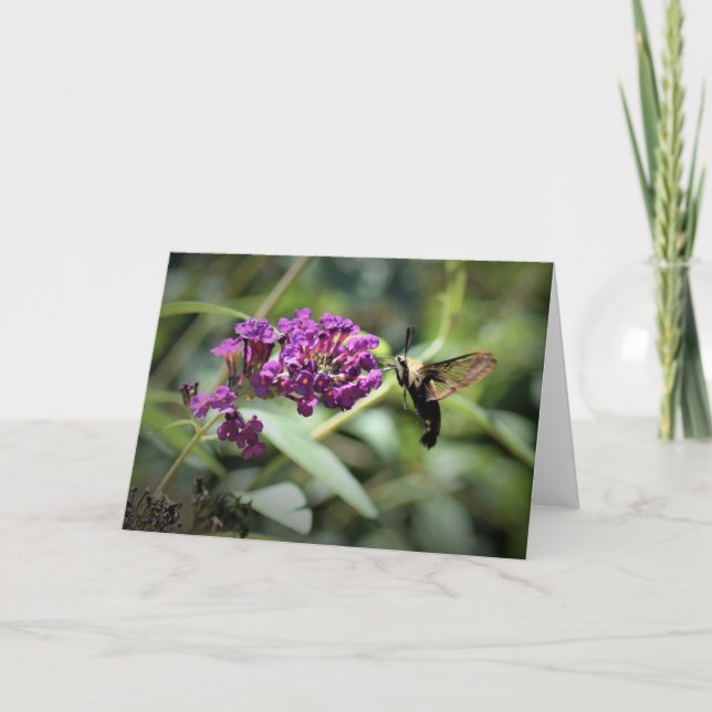 Hummingbird Moth, Karte (Vorderseite)
