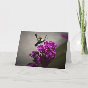 Hummingbird Moth, Karte