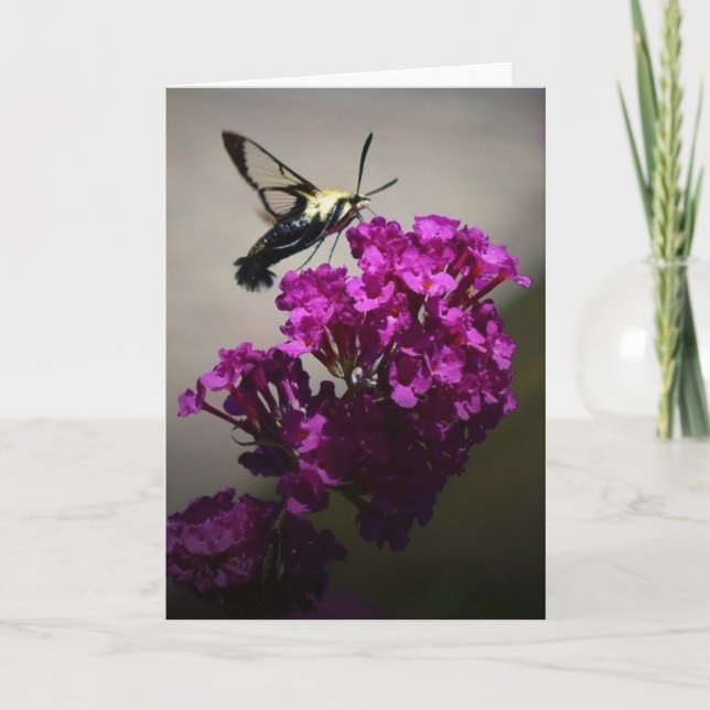 Hummingbird Moth, Karte (Vorderseite)