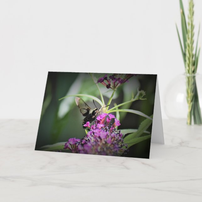 Hummingbird Moth, Karte (Vorderseite)
