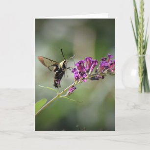 Hummingbird Moth, Karte