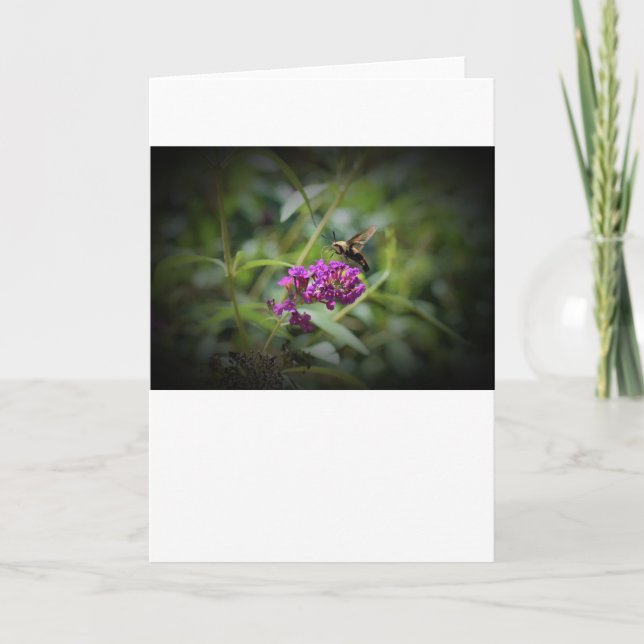Hummingbird Moth, Karte (Vorderseite)
