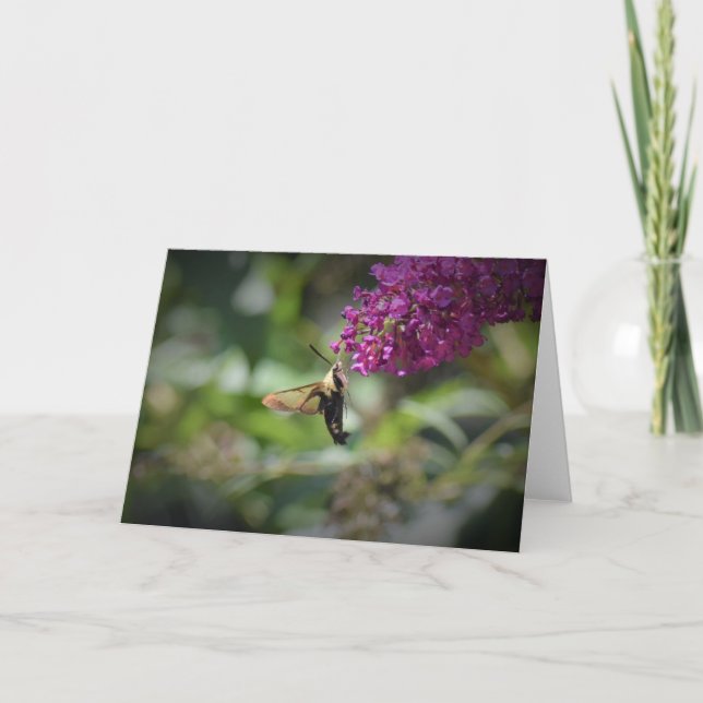 Hummingbird Moth, Karte (Vorderseite)