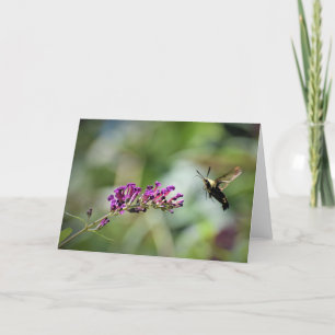 Hummingbird Moth, Karte