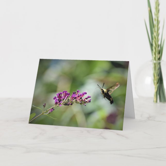 Hummingbird Moth, Karte (Vorderseite)