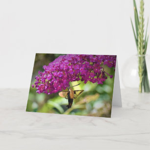 Hummingbird Moth, Karte