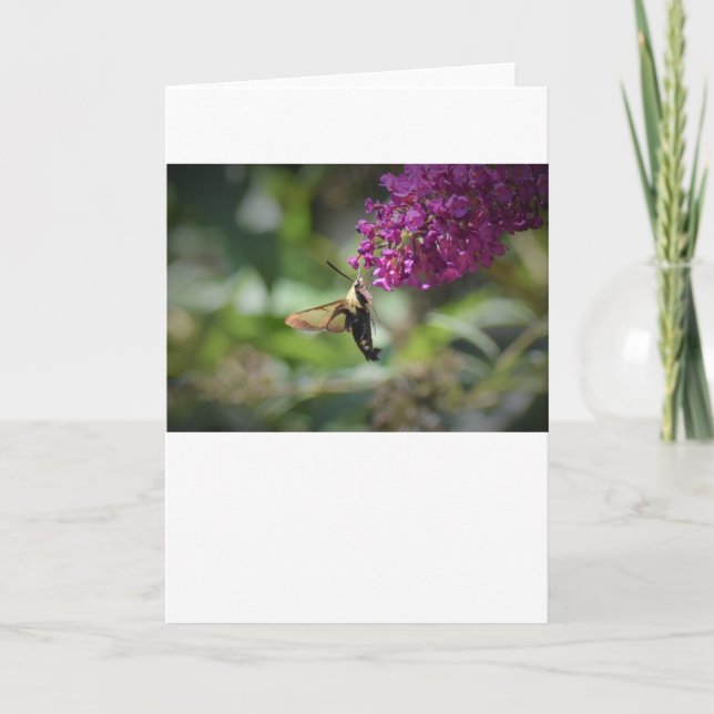 Hummingbird Moth, Karte (Vorderseite)