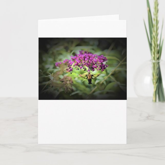 Hummingbird Moth, Karte (Vorderseite)