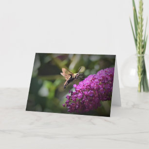 Hummingbird Moth, Karte