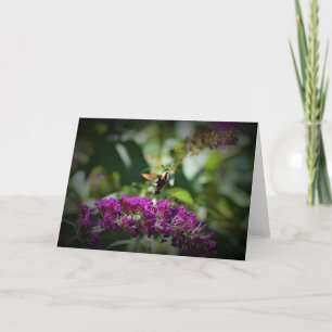 Hummingbird Moth, Karte