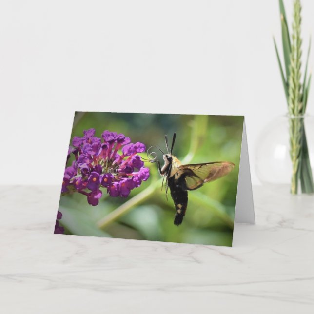 Hummingbird Moth, Karte (Vorderseite)