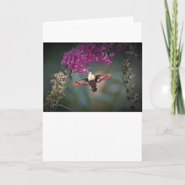 Hummingbird Moth, Karte (Vorderseite)