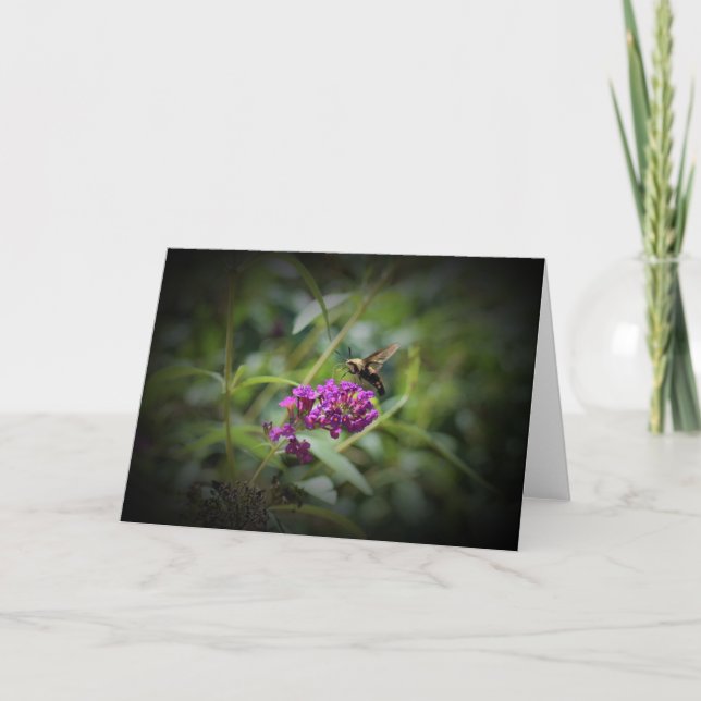 Hummingbird Moth, Karte (Vorderseite)