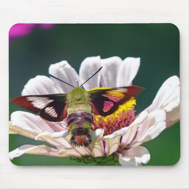 Hummingbird Moth Mousepad (Vorne)