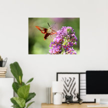 Hummingbird Moth on Butterfly Bush