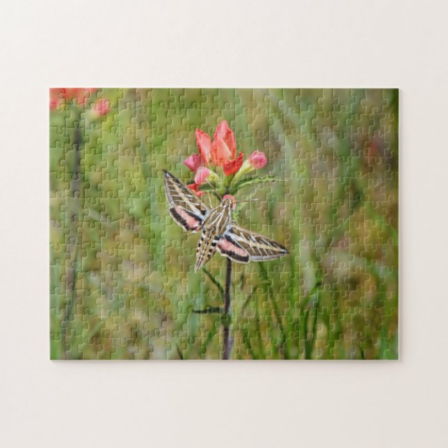 Hummingbird Moth on Indian Paintbrush Wildblume Puzzle (Horizontal)