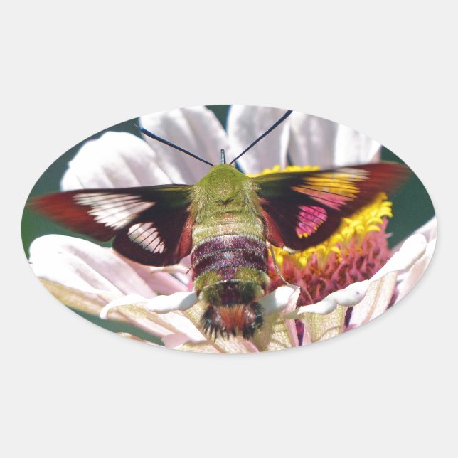 Hummingbird Moth Ovaler Aufkleber (Vorderseite)