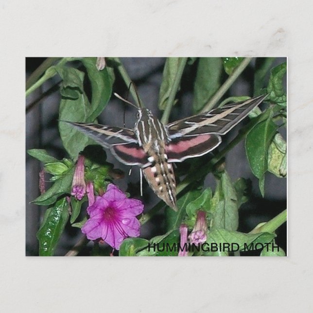 HUMMINGBIRD MOTH POSTCARD POSTKARTE (Vorderseite)